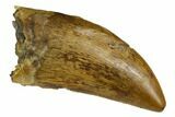 Serrated, Tyrannosaur Tooth - Judith River Formation #129370-1